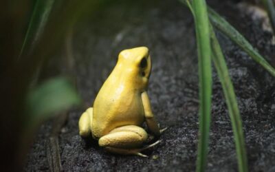 Are You Trying to Be That Frog?